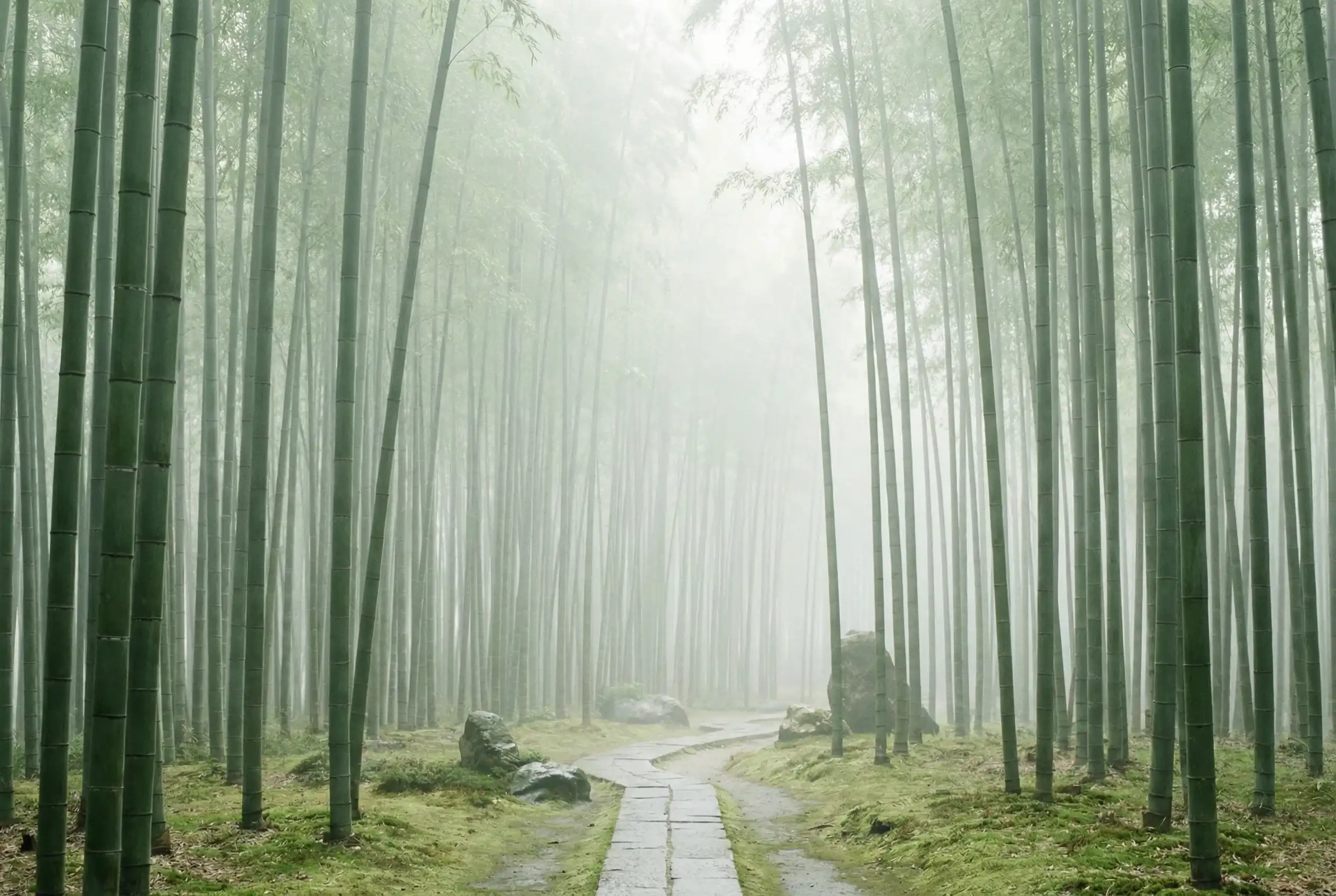 时时彩 自然恩赐计划竹林背景