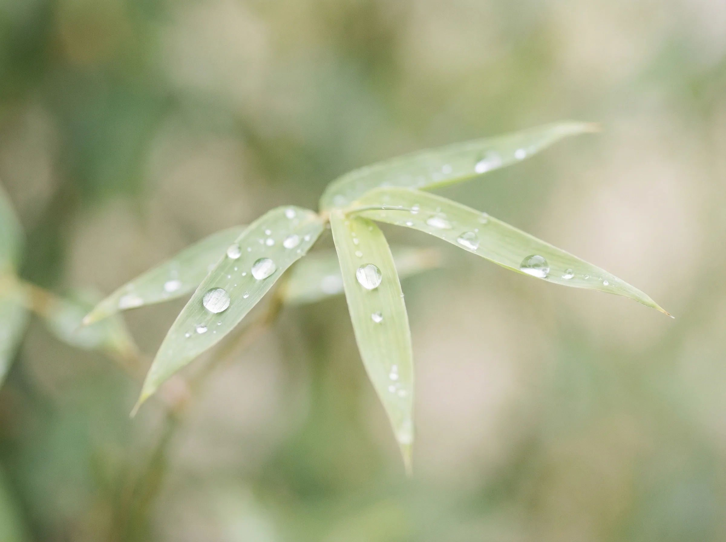 时时彩 六大推演沙盘竹叶装饰